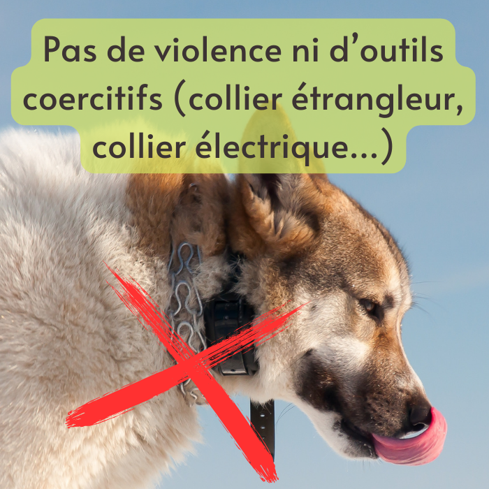 éducateur canin méthode positive