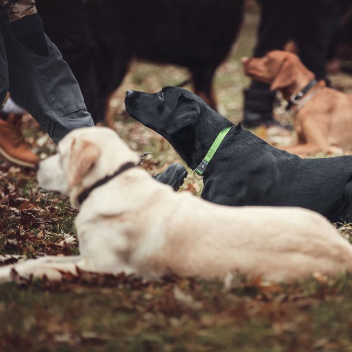 séance collective chiens