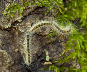 chenille-processionnaire