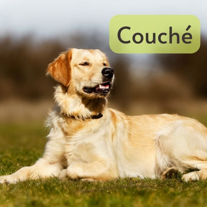 apprendre chien couché