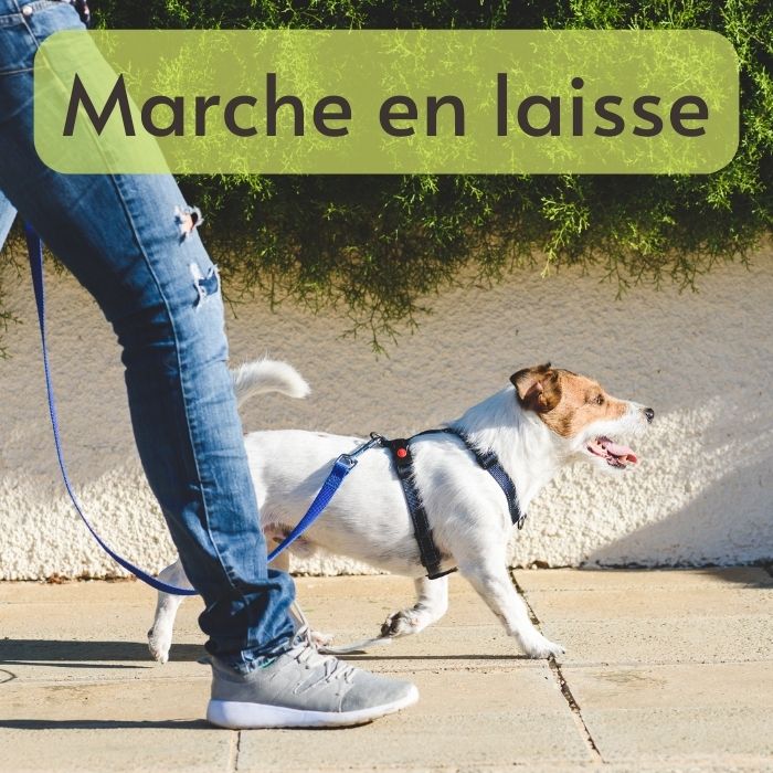 apprendre chien marche en laisse