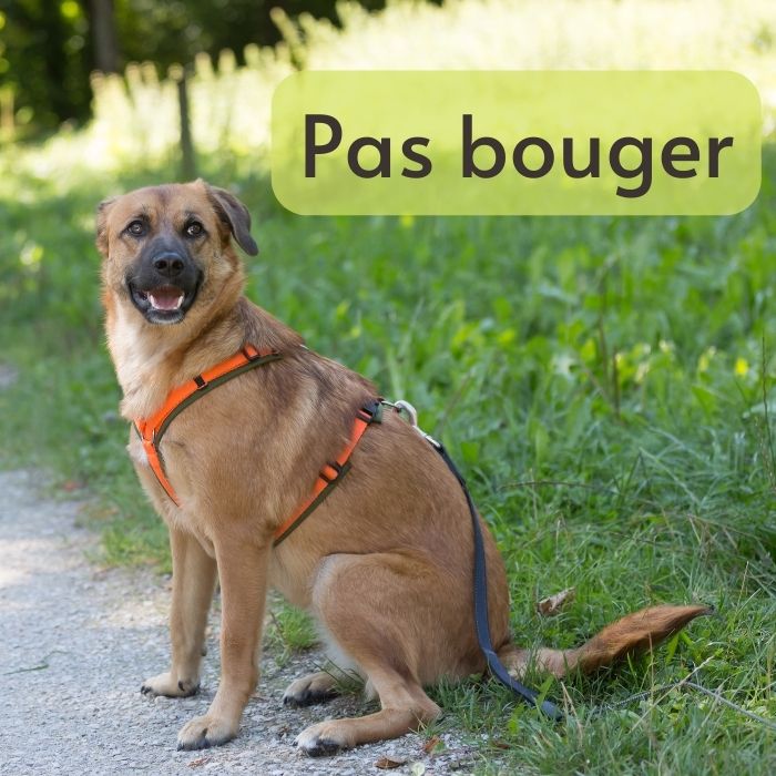 apprendre chien pas bouger