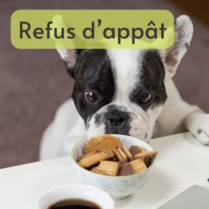 apprendre chien refus d'appât