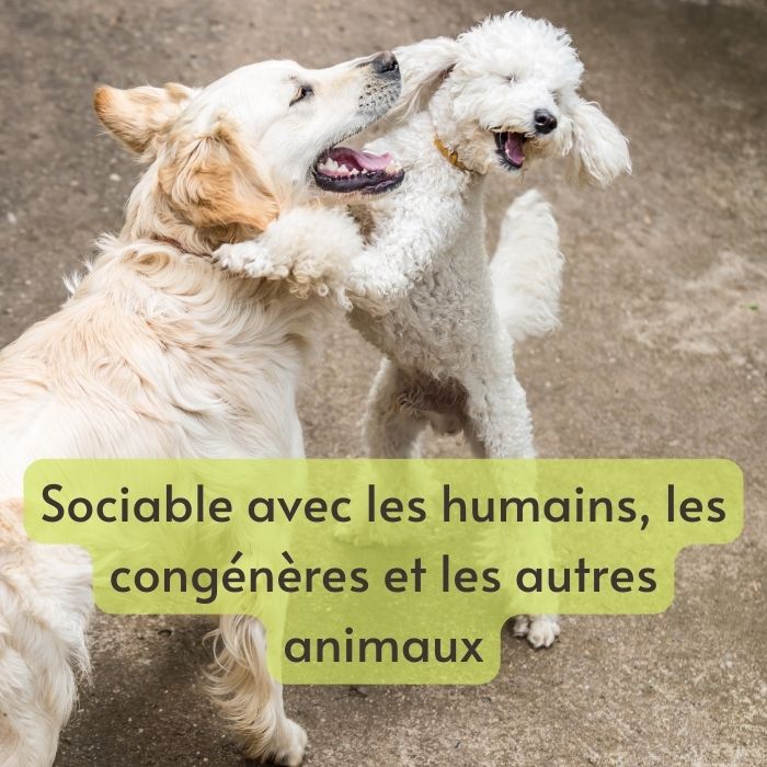 chien sociable