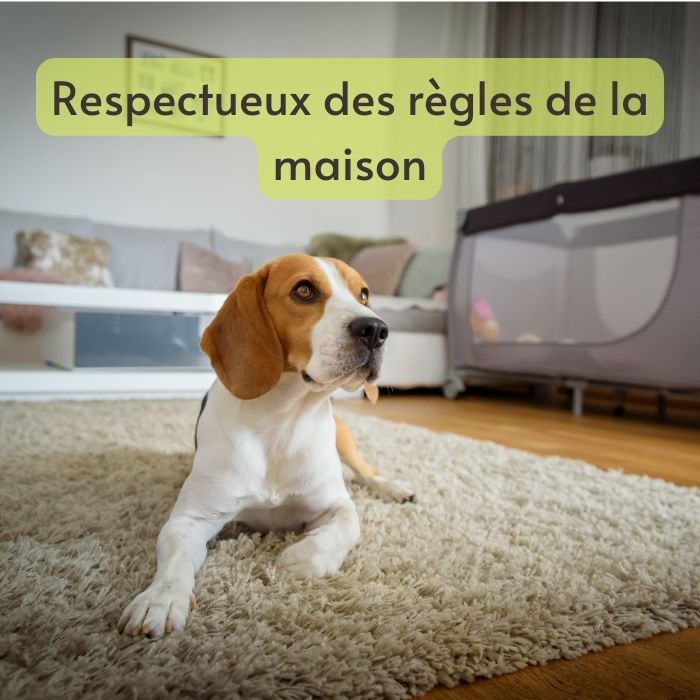 chien règles maison