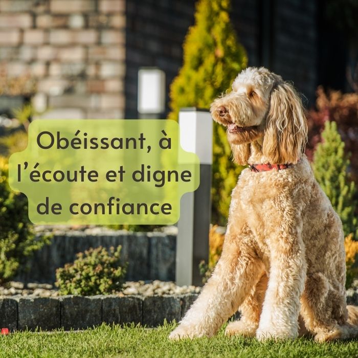 chien obéissant