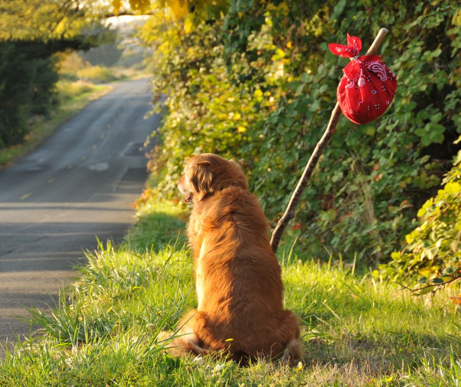 chien fugue