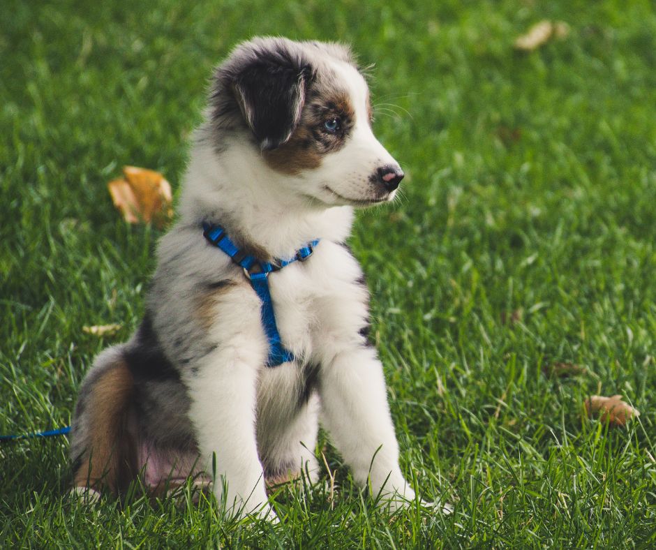 éduquer un chiot