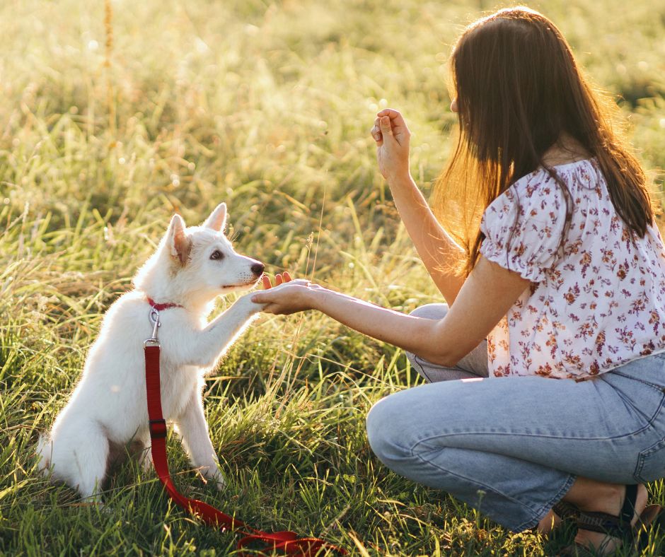 se faire aider éducation chiot