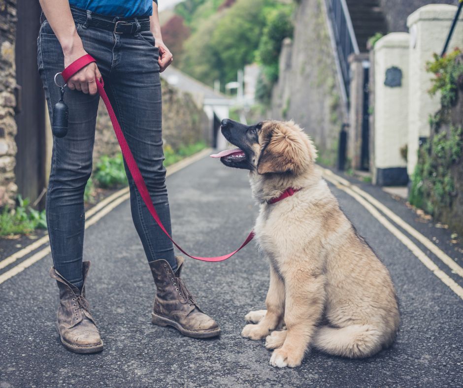 chien assis au pied