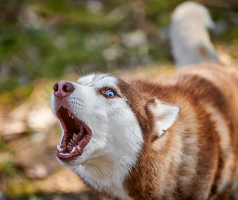 chien trouble du comportement