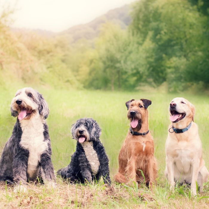 Cours collectifs chiens