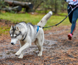 laisse-chien