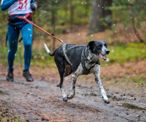 course-avec-chien