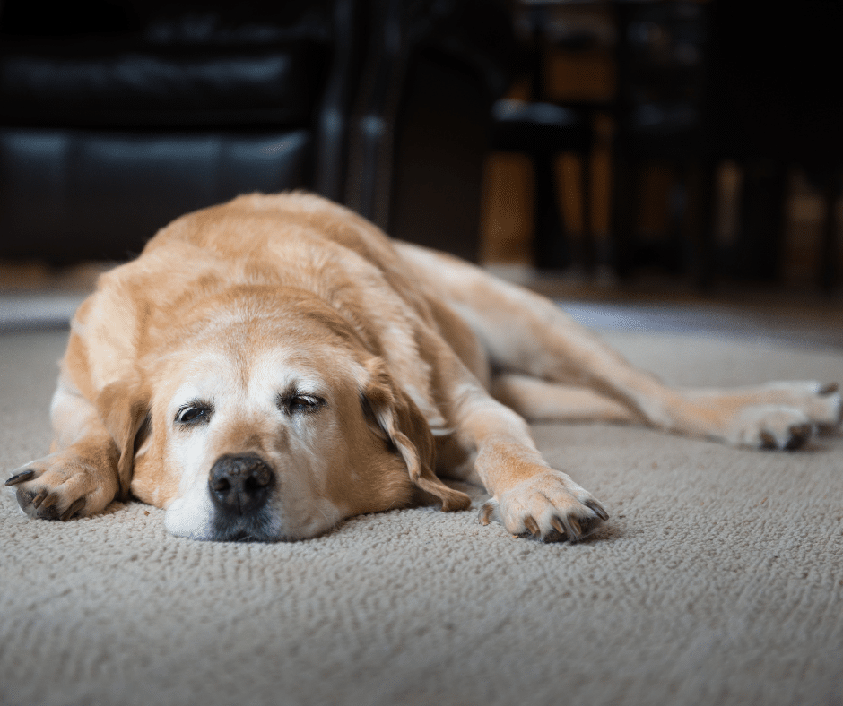 anxiété de séparation chez le chien