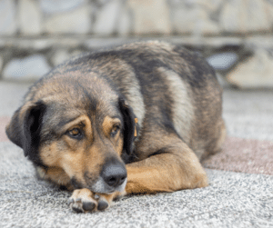 chien seul à la maison