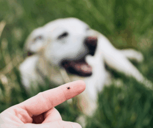 protéger son chien contre les tiques