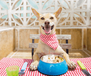 bien-être canin