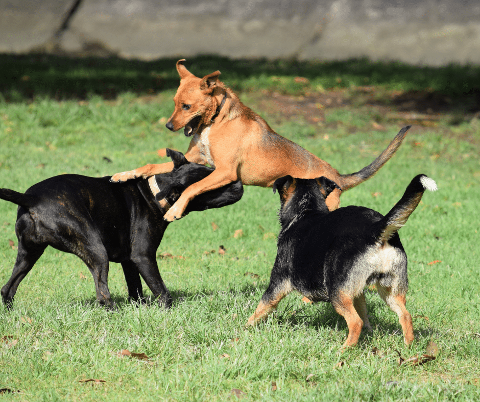 besoins fondamentaux du chien