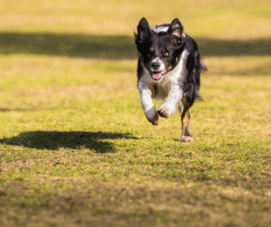 apprendre rappel chien méthode efficace