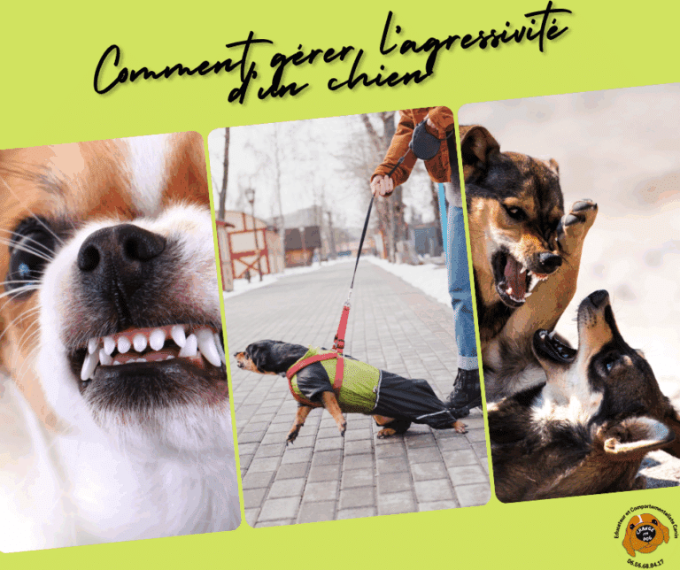 gerer-agressivite-chien