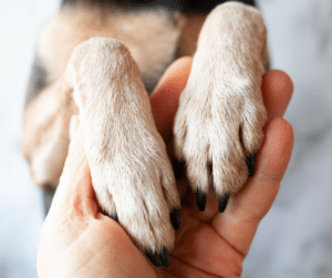 éducation positive non permissive avec un chien