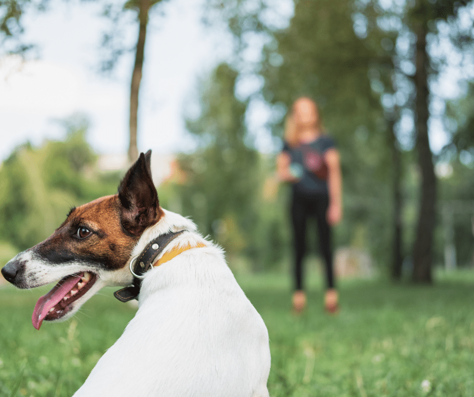 éducateur canin à Belfort en séance d’éducation positive