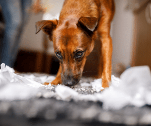 chiot détruit quand il est seul