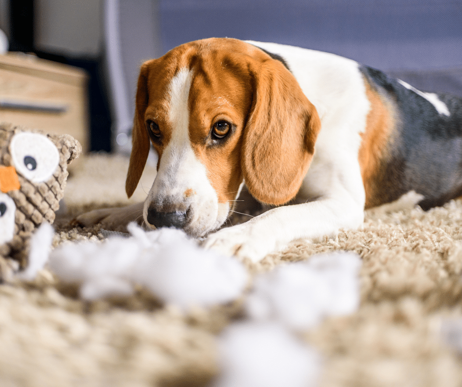 quand consulter un éducateur canin pour un chiot destructeur