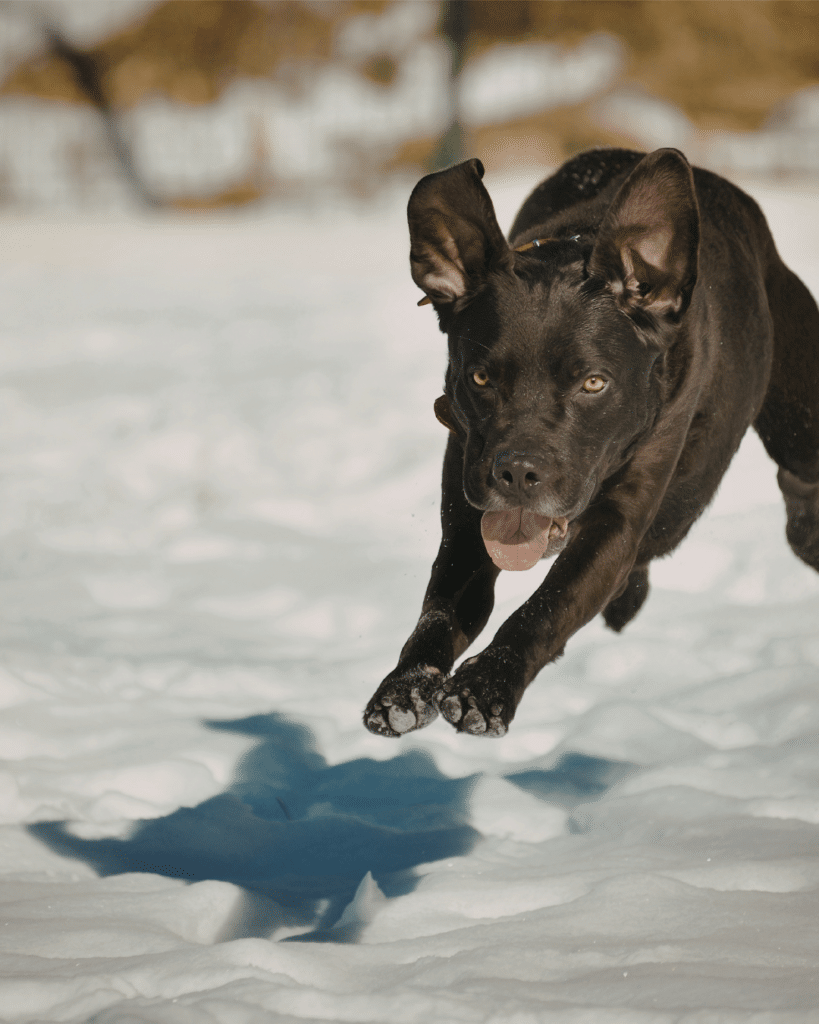 chien excité pendant le jeu