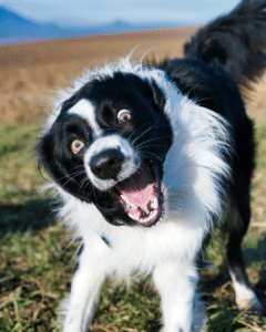 chien surexcité qui saute sur son maître