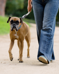 éducateur canin travaillant la marche en laisse en extérieur