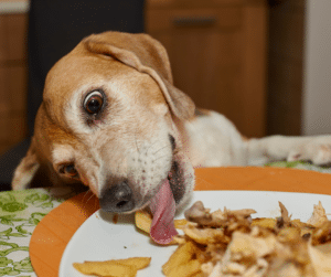 chien vole nourriture sur table cuisine