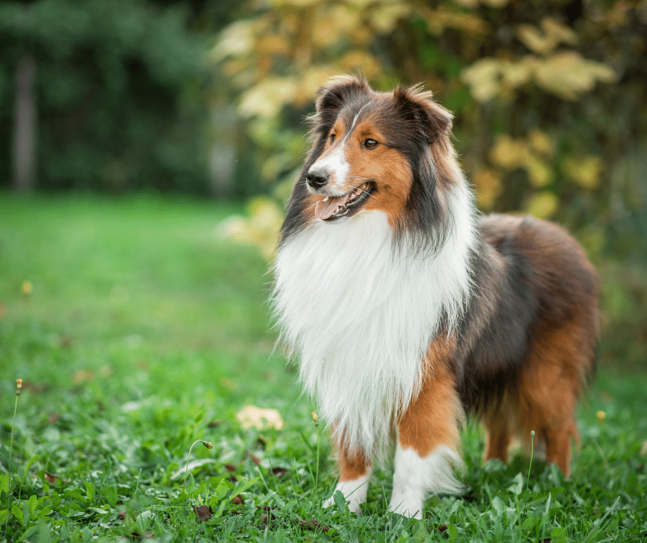 chien hypervigilant qui suit son humain dans la maison