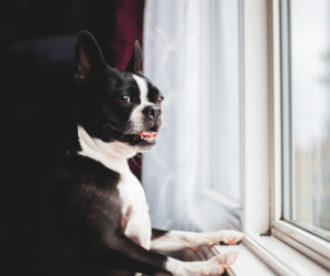 chien qui contrôle tout à la maison en surveillant la fenêtre