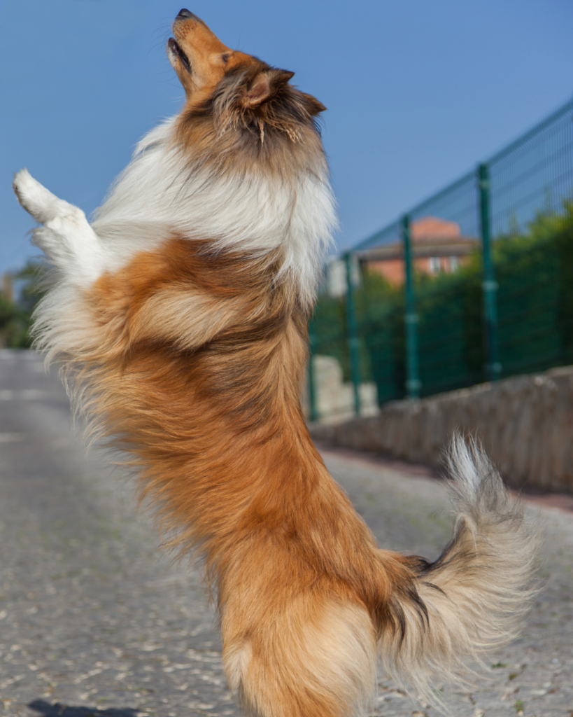 Éducateur canin travaillant le calme d'un chien face aux visiteurs
