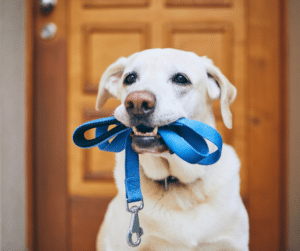 aider son chien après les vacances