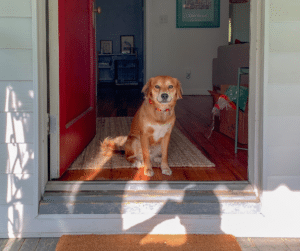 chien changement de routine à la rentrée