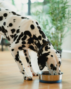 chien qui grogne près de sa gamelle
