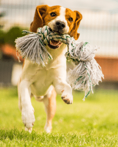 chien qui protège sa nourriture